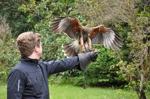 falconry1-300px