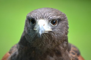 falconry2-300px